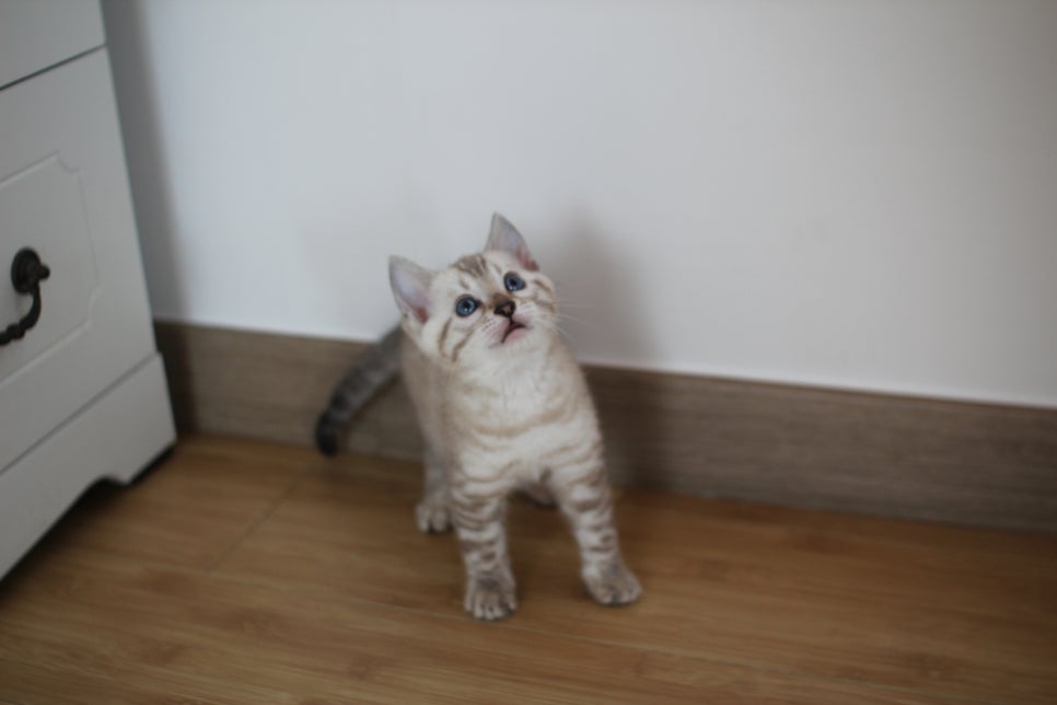 실밍크 뱅갈고양이 키퍼 남아 완전 말썽꾸러기 관련 이미지 1