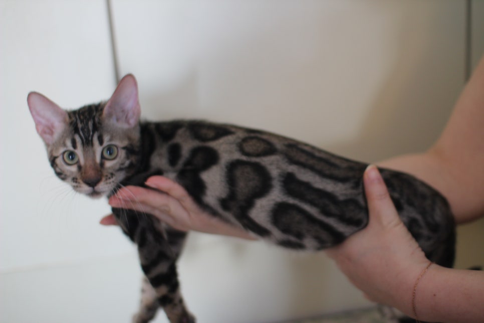 브라운 뱅갈고양이 분양중인 남아,여아 오늘 모습 입니다~ 관련 이미지 12