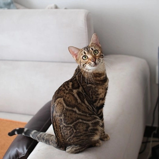 애교만점 개냥이 뱅갈고양이들 관련 이미지 4