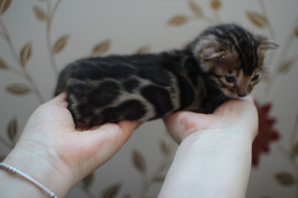 어메이징 브라운 뱅갈고양이 삼형제예요~ 관련 이미지 8