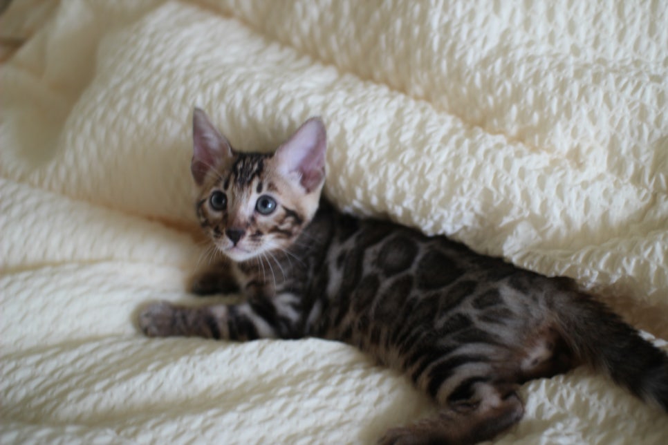 뱅갈고양이 막둥이 분양해요~ 관련 이미지 14