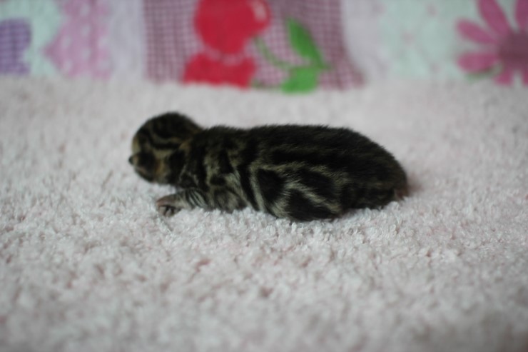 소유뱅갈고양이 캐터리 출산소식 관련 이미지 15