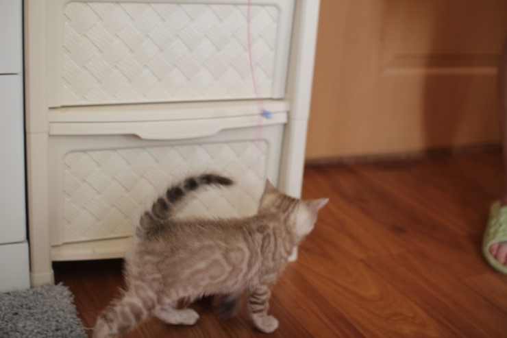 뱅갈고양이 분양 완전히 빠졌네 빠졌어~ 관련 이미지 8