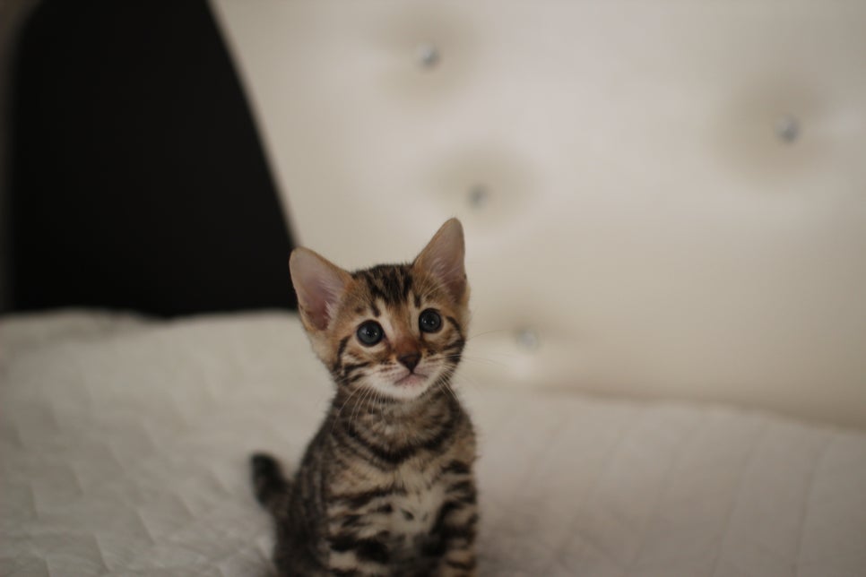 분양중인 뱅갈고양이 브라운 남아,스노우 여아예요~ 관련 이미지 6