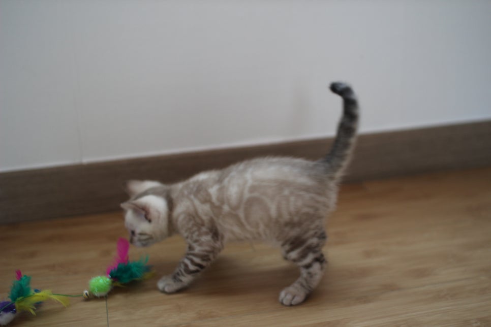 실밍크 뱅갈고양이 키퍼 남아 완전 말썽꾸러기 관련 이미지 9