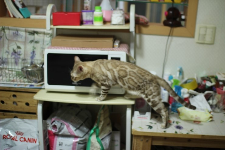 실밍크 뱅갈고양이 킹이예요~~ 관련 이미지 8