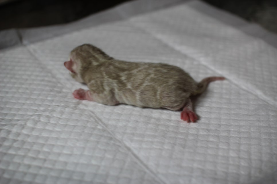 어메이징 스노우 뱅갈고양이 꼬물이 남아예요~ 관련 이미지 3