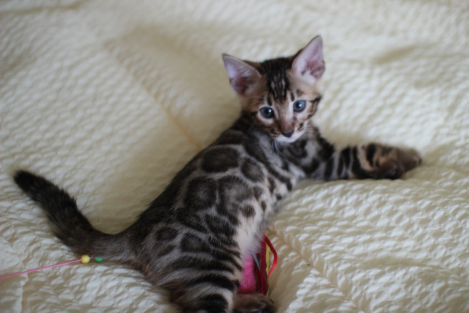 뱅갈고양이 막둥이 분양해요~ 관련 이미지 11