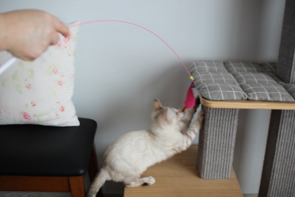 골골송 대마왕 스노우뱅갈고양이 여아 분양해요~ 관련 이미지 7