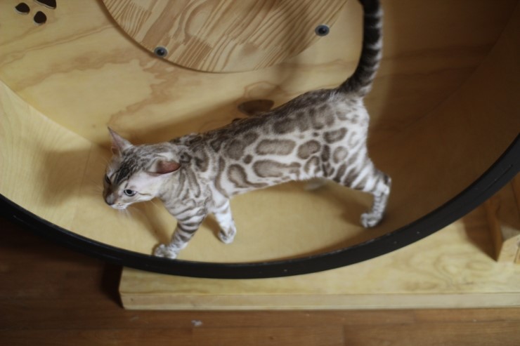 캣휠 타는 실밍크 뱅갈고양이 영웅이예요~ 관련 이미지 4