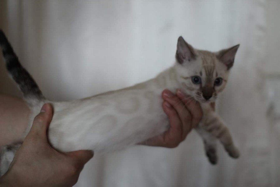 스노우뱅갈고양이 분양 소유캐터리로 오세요! 관련 이미지 5