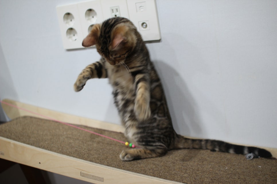 뱅갈고양이 분양 멋진 큰 무늬 아이 관련 이미지 8