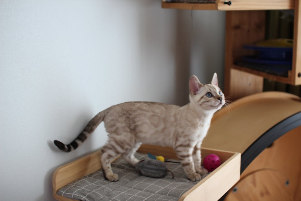 분양중인 스노우뱅갈고양이 남매예요~ 관련 이미지 20