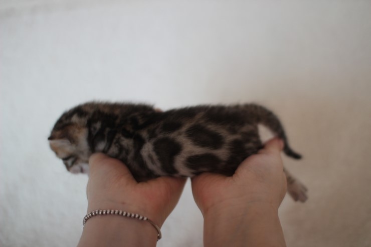 뱅갈고양이 분양 어쩜 이리도 화려할수 있을까 관련 이미지 7