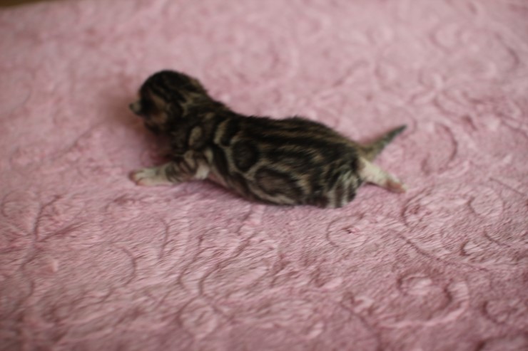 수출 진행중인 뱅갈고양이 여아예요~ 관련 이미지 4