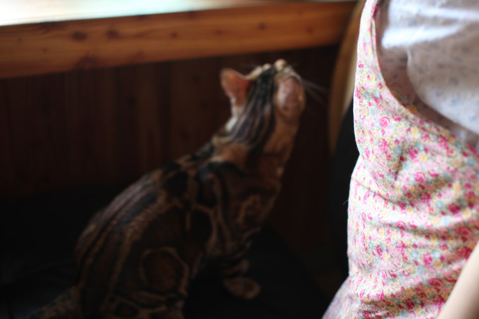 뱅갈고양이 블랙홀 하루종일 거실에서~ 관련 이미지 3