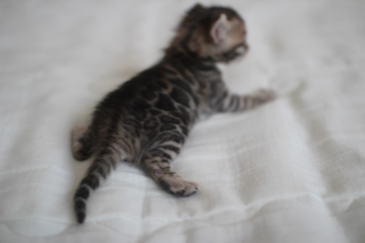 뱅갈고양이 남매 오늘 모습 입니다~ 관련 이미지 9