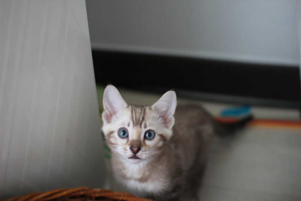 실밍크뱅갈고양이 남아 분양해요 관련 이미지 2