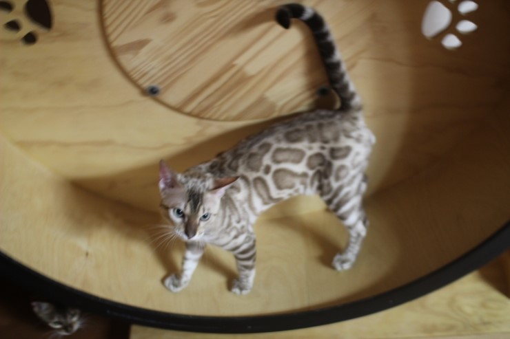 캣휠 타는 실밍크 뱅갈고양이 영웅이예요~ 관련 이미지 1