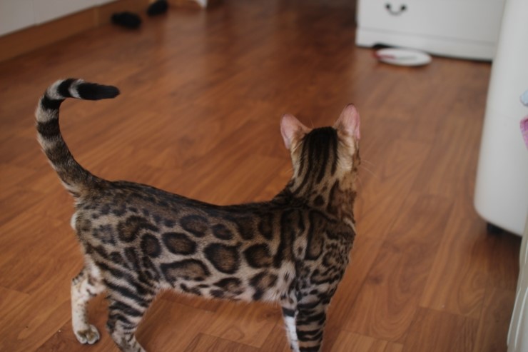 소유캐터리 뱅갈고양이 종묘 골든레인 입니다~ 관련 이미지 4