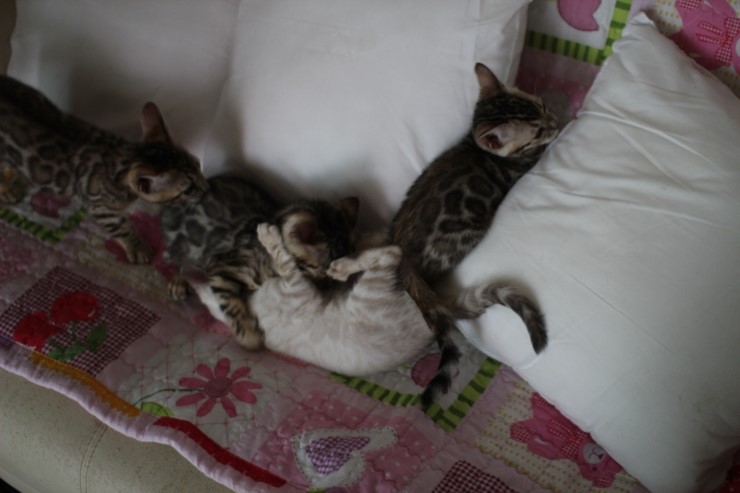 뱅갈고양이 꼬맹이들 놀아요~ 관련 이미지 12