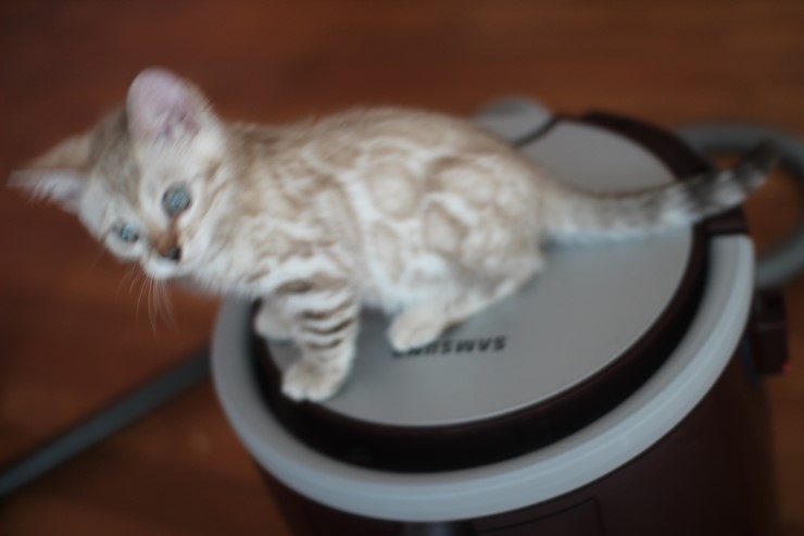 실밍크 뱅갈고양이 남아예요~ 관련 이미지 3