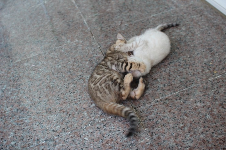 뱅갈고양이 꼬맹이들 한가로운 일상2~ 관련 이미지 13