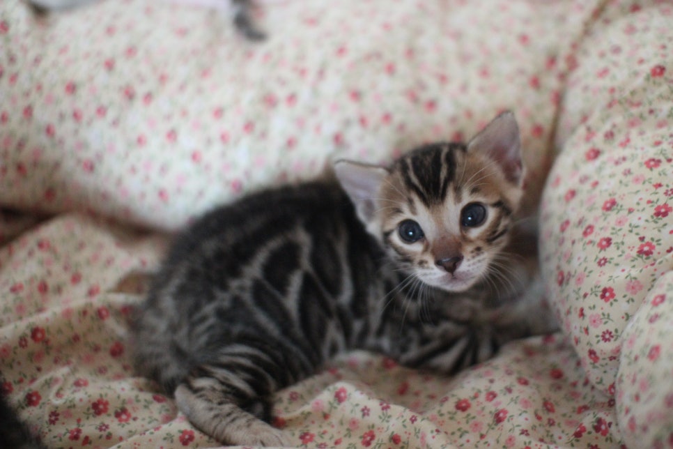 뱅갈고양이 꼬맹이들 사진전 ㅎㅎ 관련 이미지 19