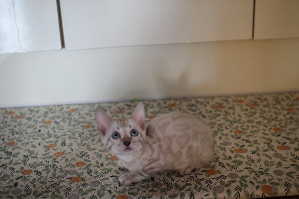 뱅갈고양이분양 행복 가득한 아이들 관련 이미지 5