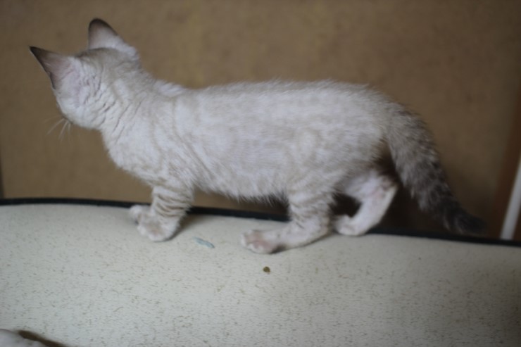 실링스 뱅갈고양이 키퍼여아 입니다~ 관련 이미지 9