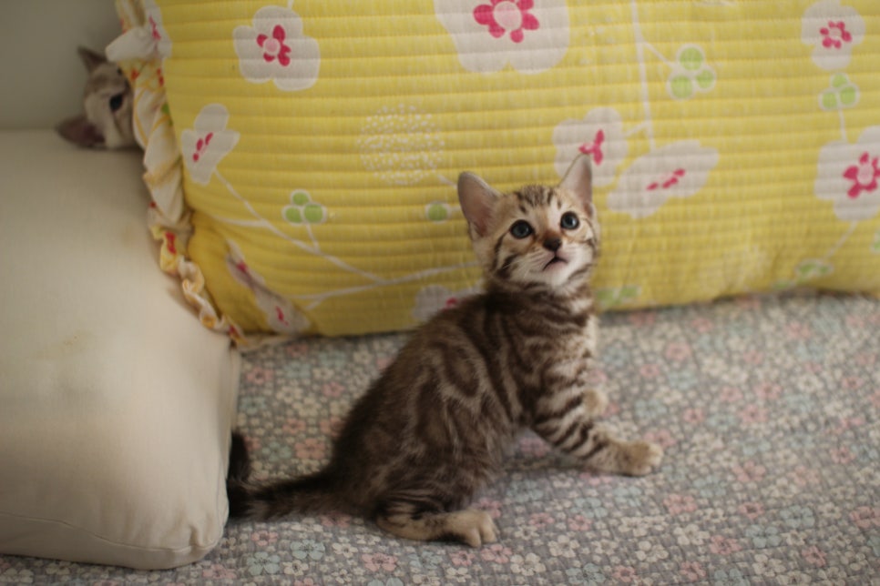 세피아 뱅갈고양이 남아 분양해요~ 관련 이미지 14