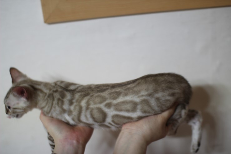 스노우뱅갈고양이 분양 벌써부터 개냥이야 관련 이미지 26