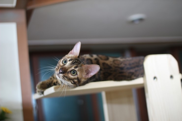 뱅갈고양이,스노우뱅갈고양이, 링컨이와 초아는 적응 끝나고 재미나게 살고 있어요~~~~~~~ 관련 이미지 7