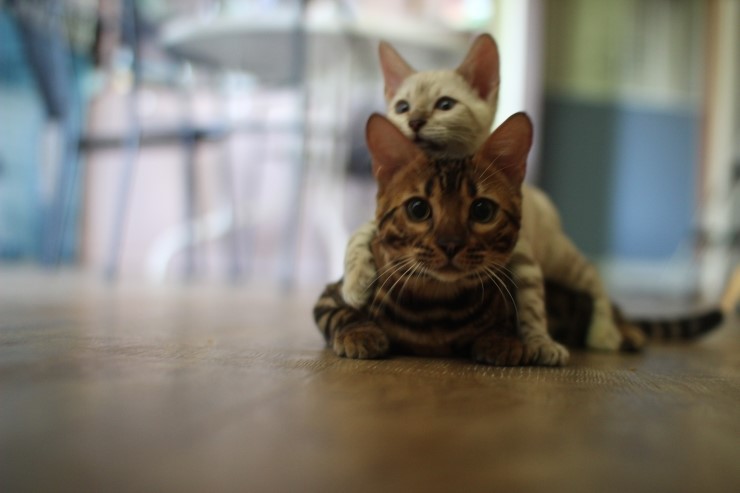 뱅갈고양이,뱅갈고양이 분양,링컨이와 초아 ~~~ 관련 이미지 4