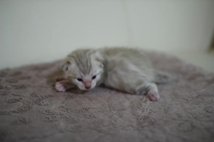 스노우 뱅갈고양이 여아 밍크걸 분양 합니다~ 관련 이미지 3