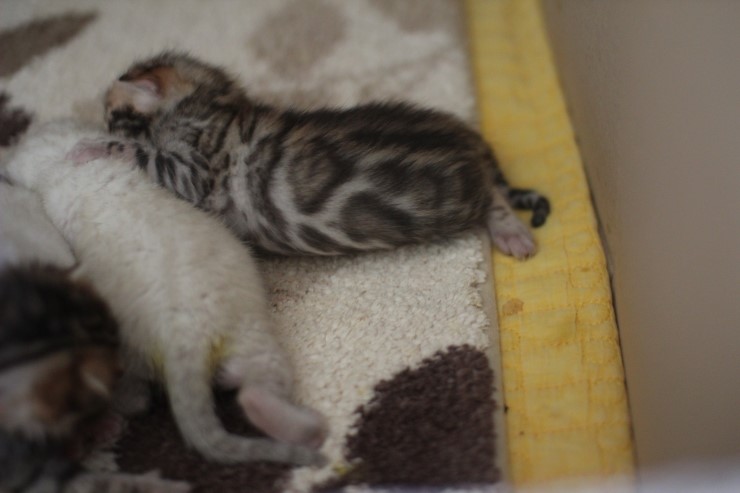뱅갈고양이 꼬물이 무탈히 성장하고 있습니다~ 관련 이미지 6