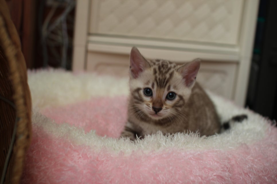 화난 표정에 실밍크뱅갈고양이 남아에요 ㅎㅎ 관련 이미지 1