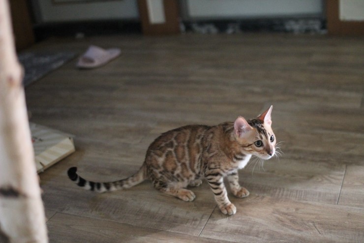 뱅갈고양이 귀염둥이들~ 관련 이미지 3