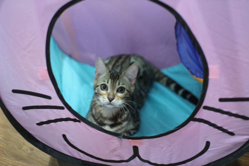 애교가 넘치는 미남 뱅갈고양이 분양해요~ 관련 이미지 1