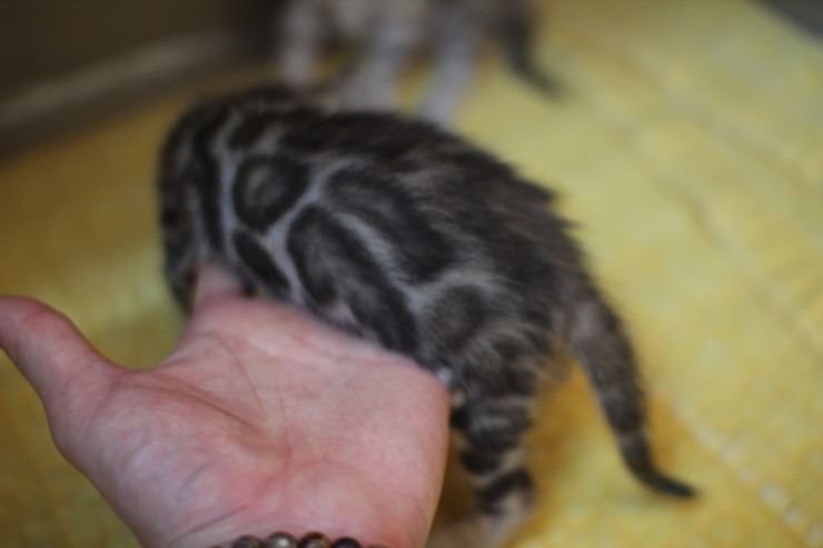 뱅갈고양이 빅로젯 여아예요~ 관련 이미지 2