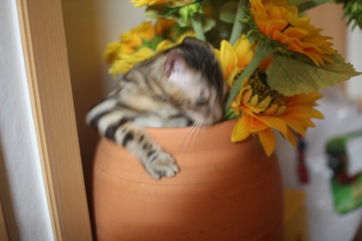 요 녀석 여기 숨어 있었구나~ 관련 이미지 6