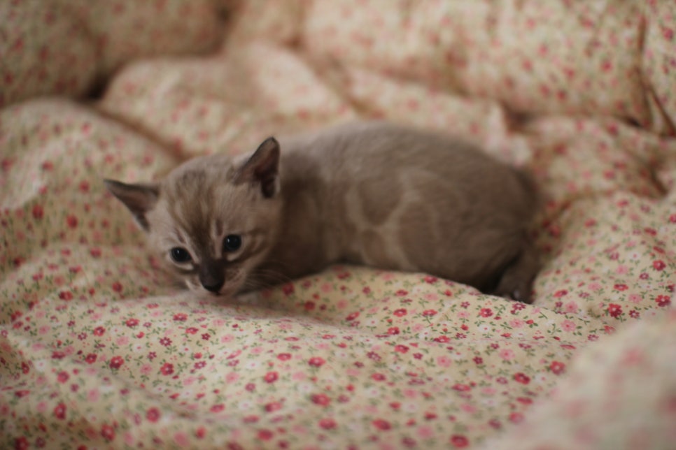 고퀄리티 스노우뱅갈고양이 아이들 분양합니다~ 관련 이미지 18