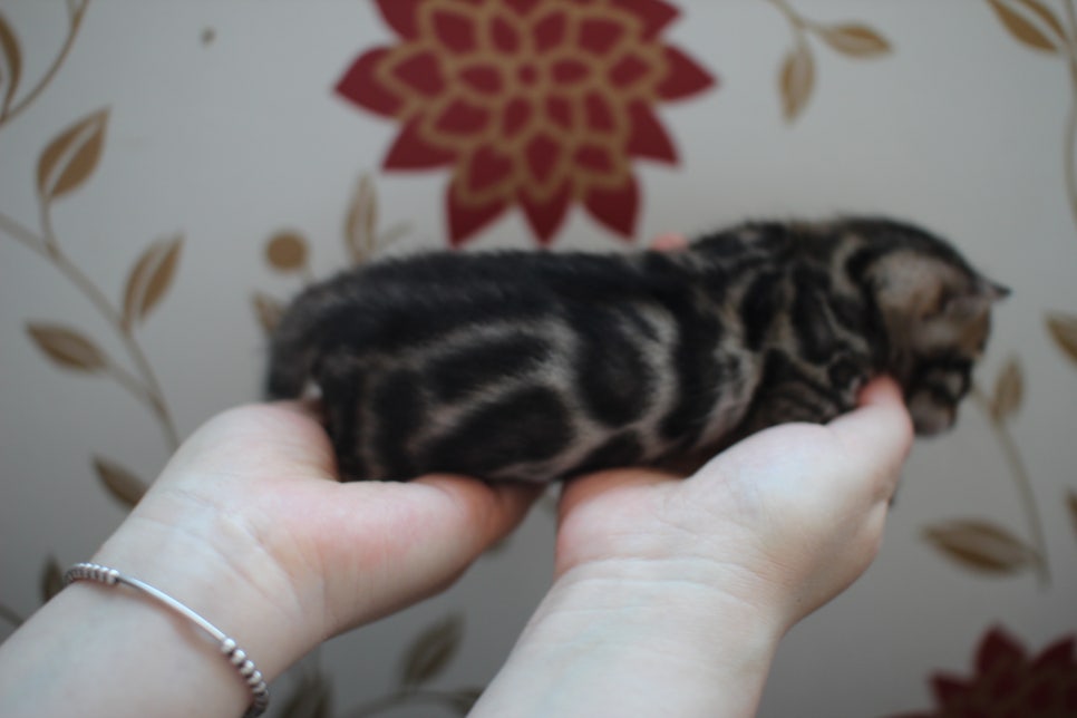 어메이징 브라운 뱅갈고양이 삼형제예요~ 관련 이미지 10