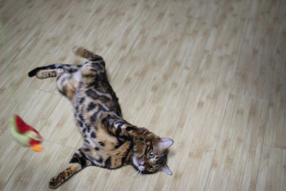 스파블 뱅갈고양이 블랙홀 오랜만에 한컷~ 관련 이미지 9