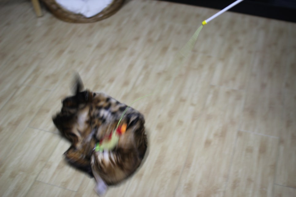 스파블 뱅갈고양이 블랙홀 오랜만에 한컷~ 관련 이미지 7