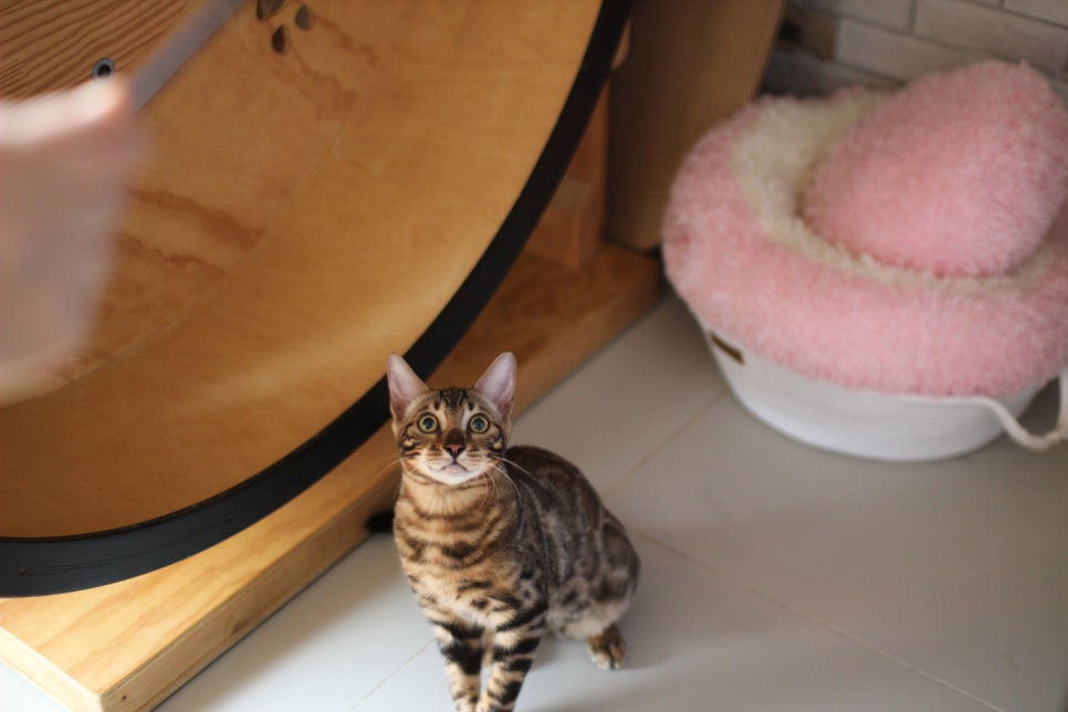 뱅갈고양이분양 너희들 강아지니? 고양이니? ^^ 관련 이미지 12