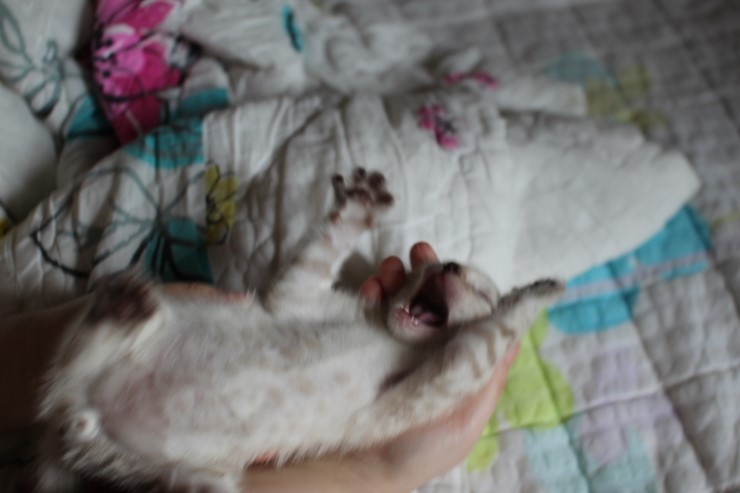 개냥이가 되어가는 실링스 뱅갈고양이 남아예요~ 관련 이미지 2