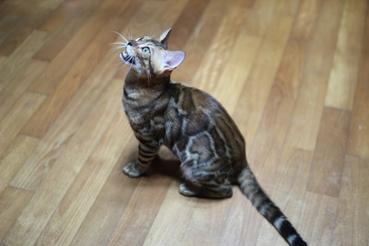 뱅갈고양이 아이들 근황~ 관련 이미지 7