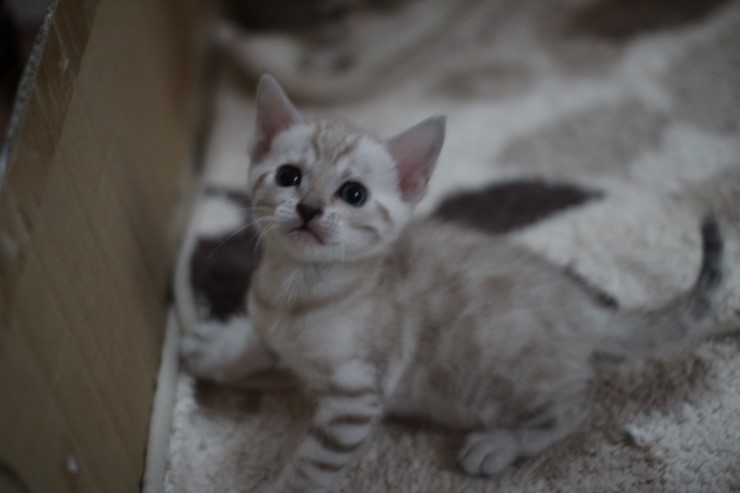 뱅갈고양이 6남매 꼬맹이들~ 관련 이미지 14