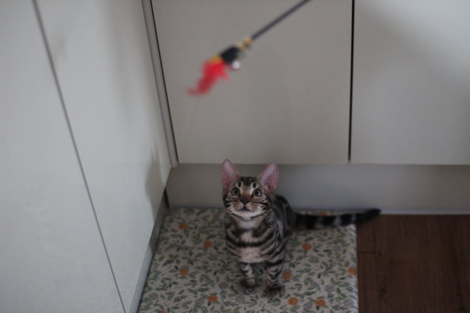 사람을 너무나 좋아하는 강아지 같은 뱅갈고양이 남아 분양해요^^ 관련 이미지 7